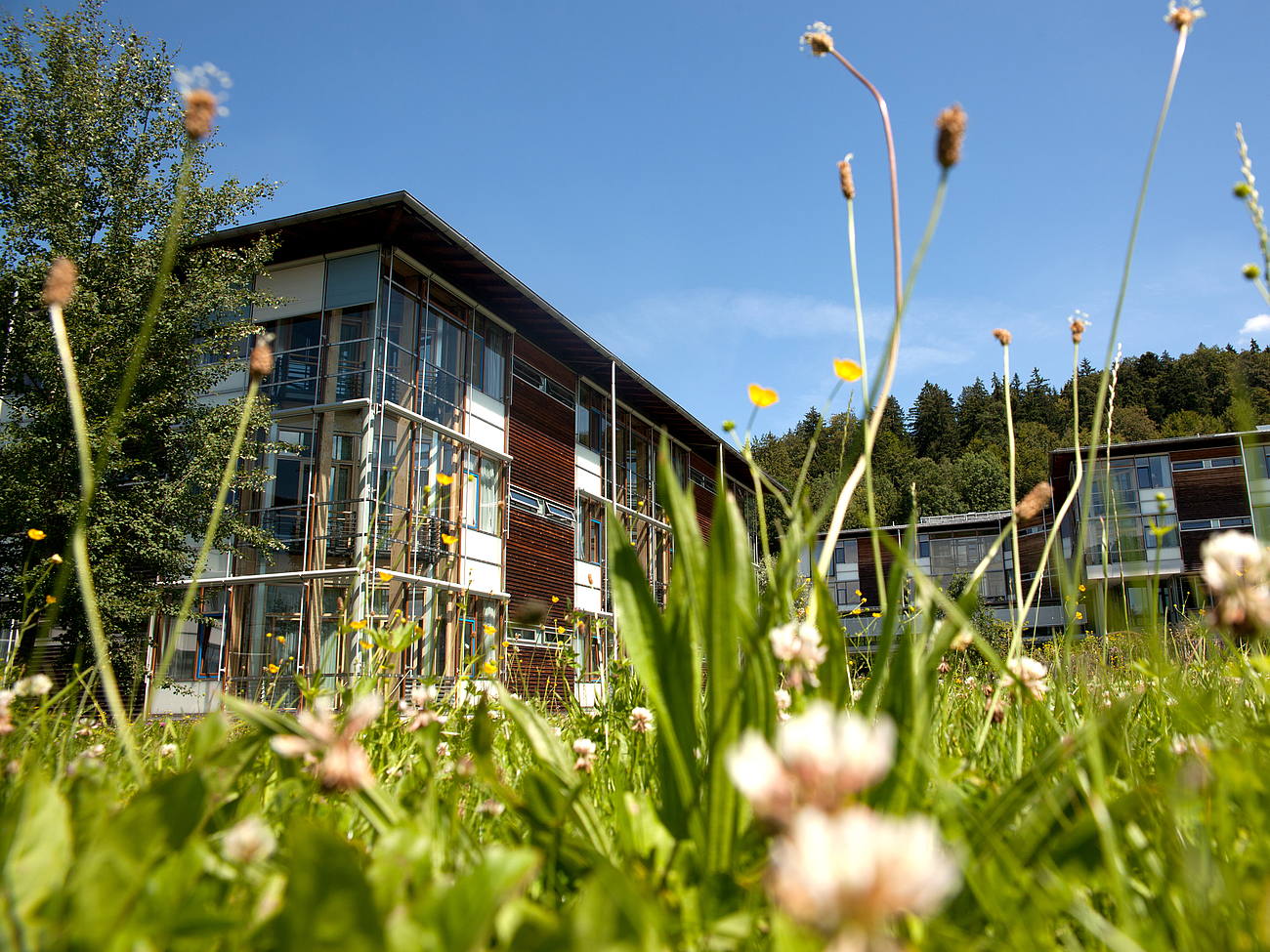 Blumenwiese vor dem Gebäude des Krankenhauses
